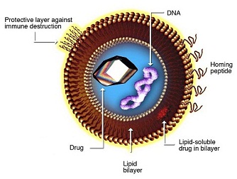 LIPOSOME STRUCTURE