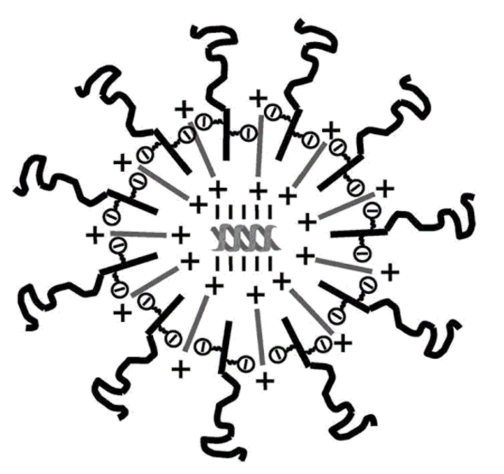 PEG-liposome