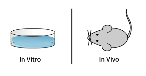 As the picture illustrates, in vitro is Latin for “within glass”. In contrast, in vivo is Latin for “within the living”.