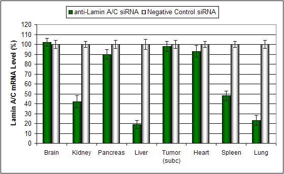 Systemic administration of Polymer-based In Vivo reagent conjugated with a siRNA targeting Lamin A/C (LMNA) mRNA or a non-silencing negative control siRNA.